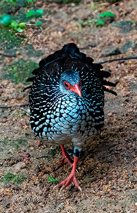 sinharaja-inner-page-img2